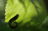 gąsienica Macrophya alboannulata, Brosznica bzowa, rośliniarki Symphyta, na czarnym bzie