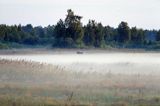 Łoś idący przez Rezerwat Czerwone Bagno, Biebrzński Park Narodowy