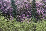 kwitnące rododendrony w Lough Key, rejon Górnej Shannon, Irlandia, Lough Key Forest and Activity Park