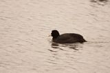 łyska Fulica atra