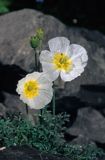 mak alpejski Papaver alpinum