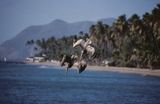 Małe Antyle, pikujące pelikany brunatne, Pelecanus Occidentalis przy wyspie Nevis, Karaiby