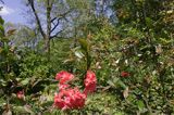 Baranów Sandomierski, park, ozdobny krzew rajska jabłonka malus sp.