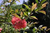 Baranów Sandomierski, park, ozdobny krzew rajska jabłonka malus sp.