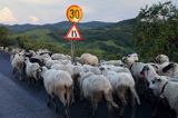 przepęd owiec, Maramuresz, Rumunia