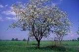 Kwitnące wiosnenne drzewo na Mazowszu, Mazowsze, Polska