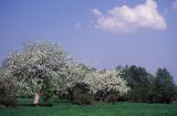 Kwitnące wiosnenne drzewa na Mazowszu, Mazowsze, Polska