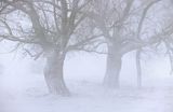 Mazowsze, wierzby przydrożne w śnieżycy, zamieci i mgle