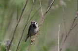 mazurek Passer montanus) wróbel mazurek