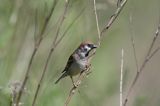 mazurek Passer montanus) wróbel mazurek