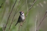 mazurek Passer montanus) wróbel mazurek