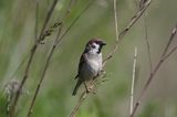 mazurek Passer montanus) wróbel mazurek