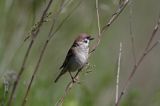 mazurek Passer montanus) wróbel mazurek