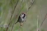 mazurek Passer montanus) wróbel mazurek