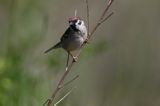 mazurek Passer montanus) wróbel mazurek