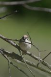 mazurek Passer montanus) wróbel mazurek