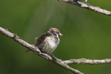 mazurek Passer montanus) wróbel mazurek