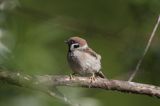 mazurek Passer montanus) wróbel mazurek