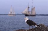 mewa siodłata, Larus marinus)