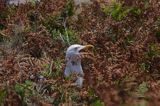 Mewa srebrzysta Larus argentatus na gnieździe