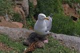 Mewa srebrzysta Larus argentatus z pisklętami