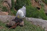 Mewa srebrzysta Larus argentatus z pisklętami