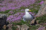 Mewa srebrzysta Larus argentatus