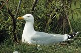 mewa srebrzysta Larus argentatus