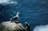 mewa żółtonoga, Larus fuscus