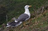 mewa żółtonoga brytyjska Larus fuscus graellsii, Herm Island, Channel Islands