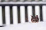 Miaukotka na śniegu