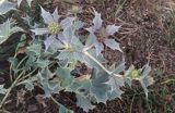 mikołajek nadmorski, Eryngium maritimum