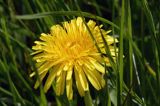 mlecz, mniszek lekarski, pospolity, Taraxacum officinale