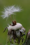 mlecz, mniszek lekarski, pospolity, Taraxacum officinale dmuchawce, nasiona