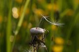 mlecz, mniszek lekarski, pospolity, Taraxacum officinale dmuchawce, nasiona