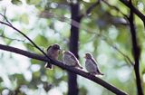 muchołówka szara, Muscicapa striata, karmiąca podloty