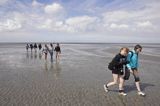 mud walking, wycieczki piesze po osuchach na morzu, Warffumerlaag koło Noordpolderzijl, Fryzja, Waddenzee, Holandia, Morze Wattowe