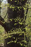 Park Mużakowski, Łęknica, lista światowego dziedzictwa UNESCO, park po stronie polskiej, pomnikowe drzewa, pomnikowy dąb