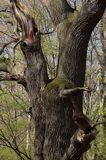 Park Mużakowski, Łęknica, lista światowego dziedzictwa UNESCO, park po stronie polskiej, pomnikowe drzewa, pomnikowy dąb