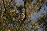 myszołów Buteo buteo