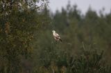 myszołów Buteo buteo