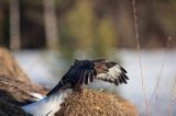 myszołów Buteo buteo