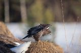 myszołów Buteo buteo