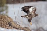 myszołów Buteo buteo