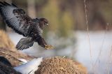 myszołów Buteo buteo