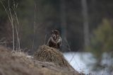 myszołów Buteo buteo