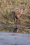 myszołów Buteo buteo