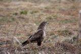 myszołów Buteo buteo