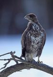 myszołów Buteo buteo