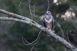 myszołów Buteo buteo